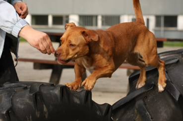 Mobile Hundetrainerin - Training